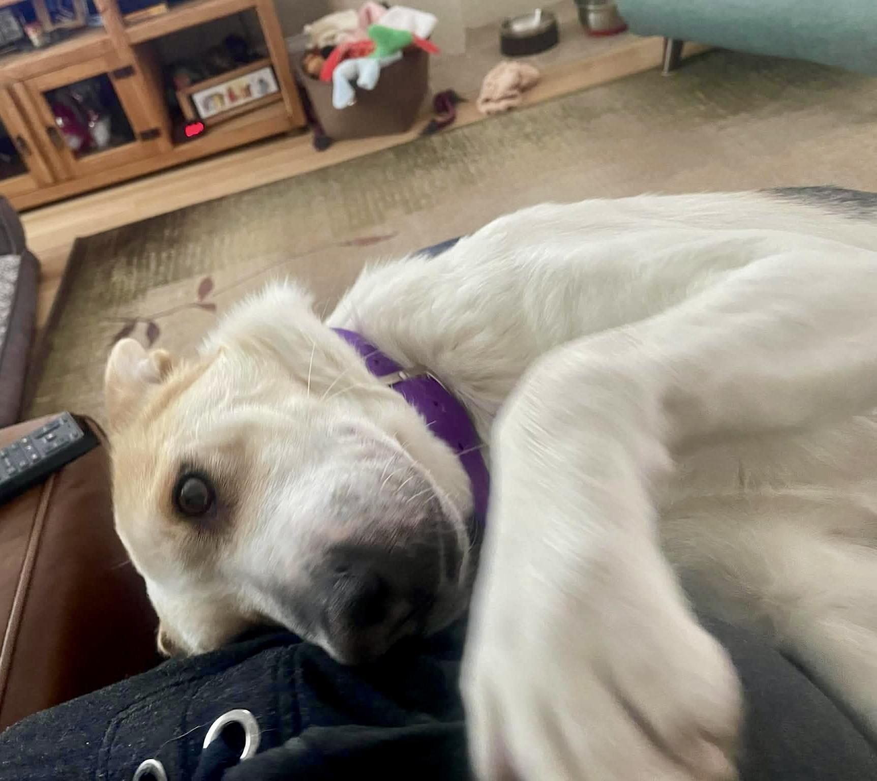 Enlarge Coral, a Adoptable mixed breed in Winnipeg, MB image 5/5