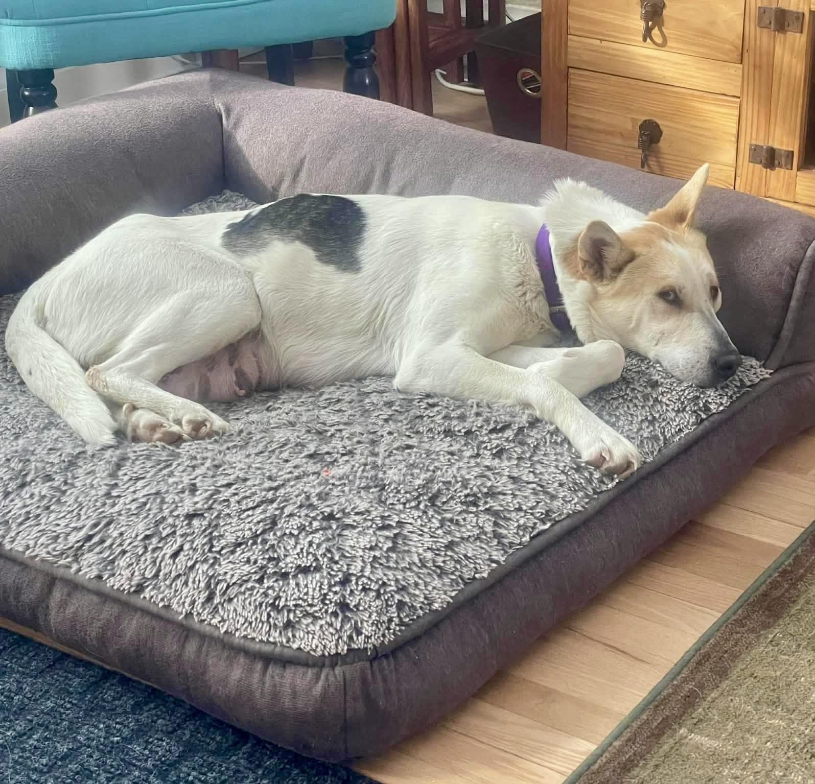 Enlarge Coral, a Adoptable mixed breed in Winnipeg, MB image 2/5