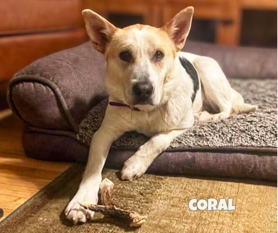 Enlarge Coral, a Adoptable mixed breed in Winnipeg, MB image 3/5