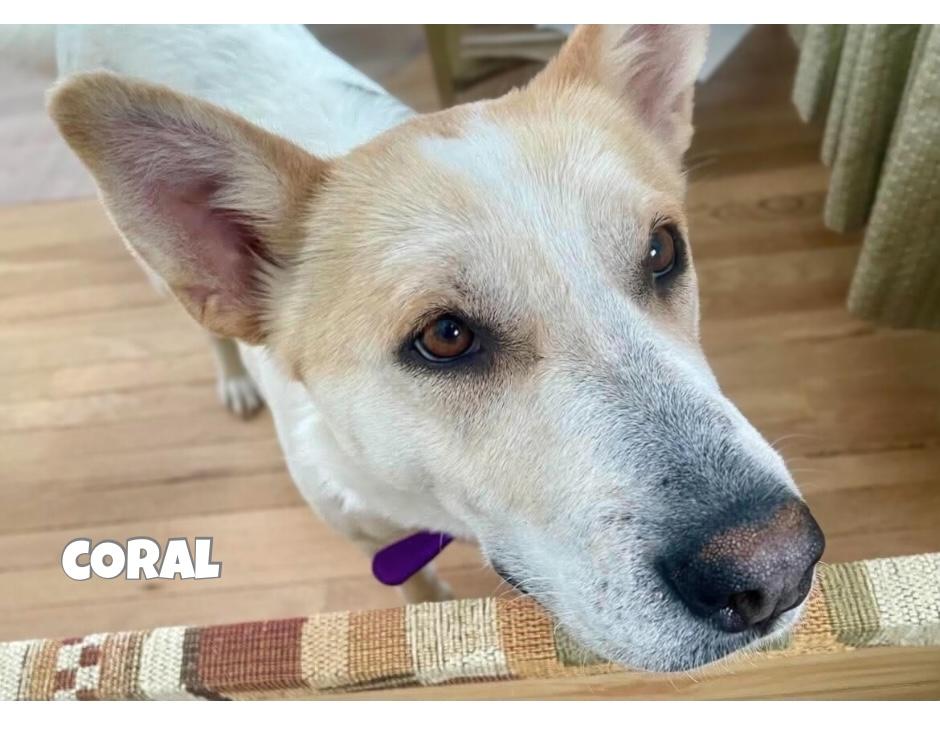 Coral, Adoptable, Young Female Husky & Shepherd.