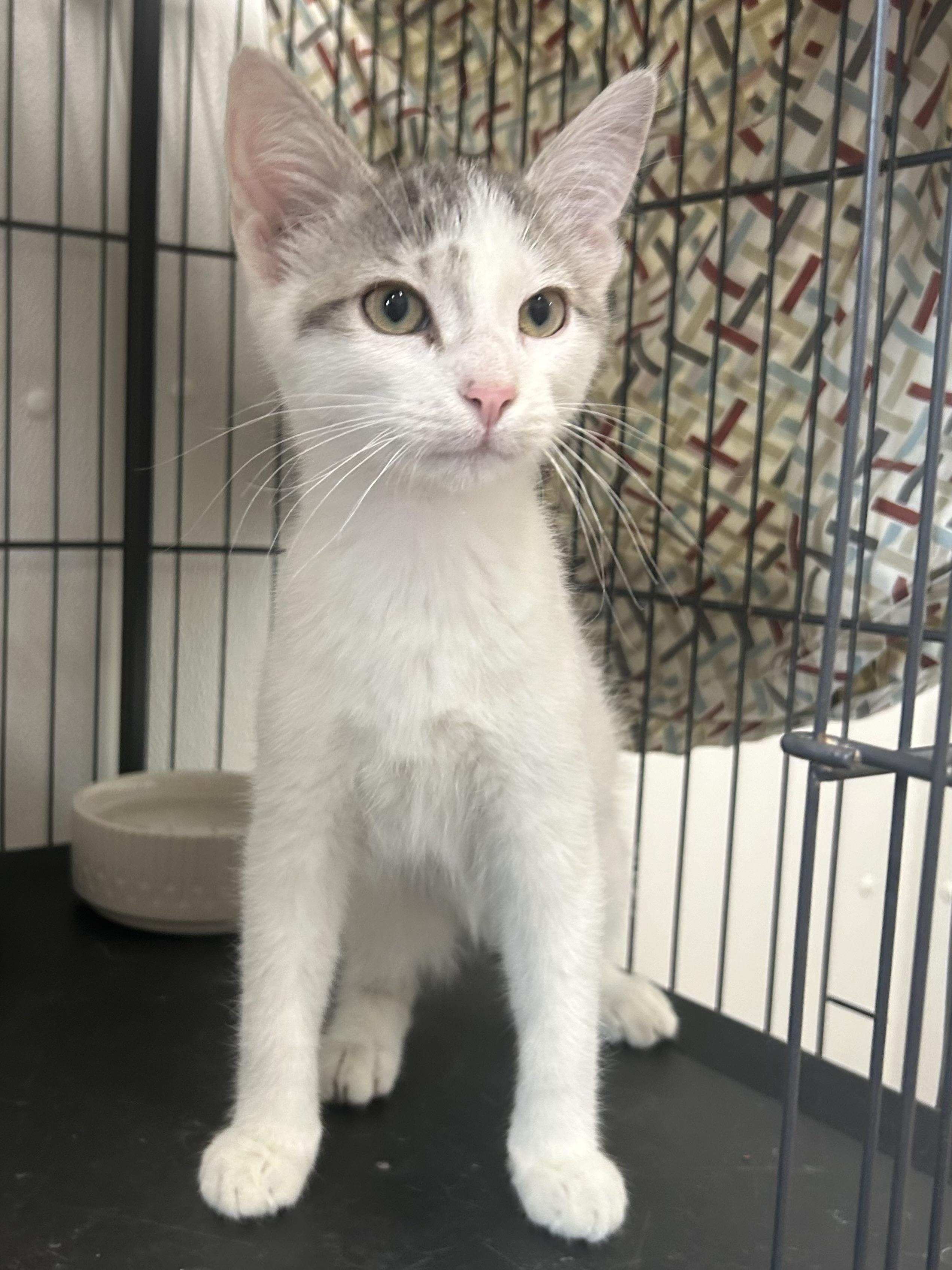 Jumanji, an adoptable Domestic Short Hair in Winthrop, ME, 04364 | Photo Image 1