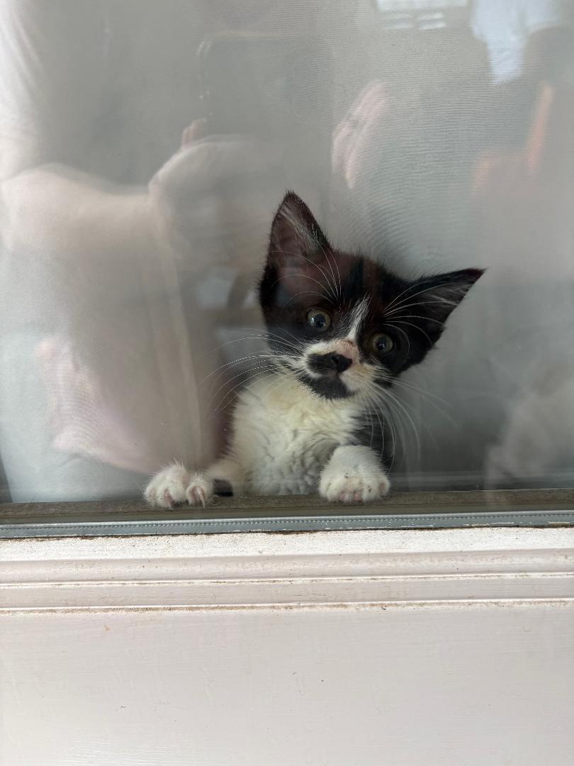 Norway, a Adoptable Domestic Short Hair in Orlando, FL image 1/3