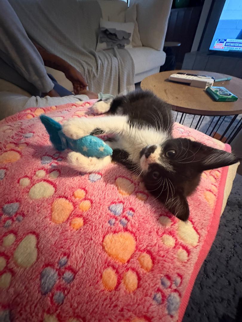 Norway, a Adoptable Domestic Short Hair in Orlando, FL image 2/3