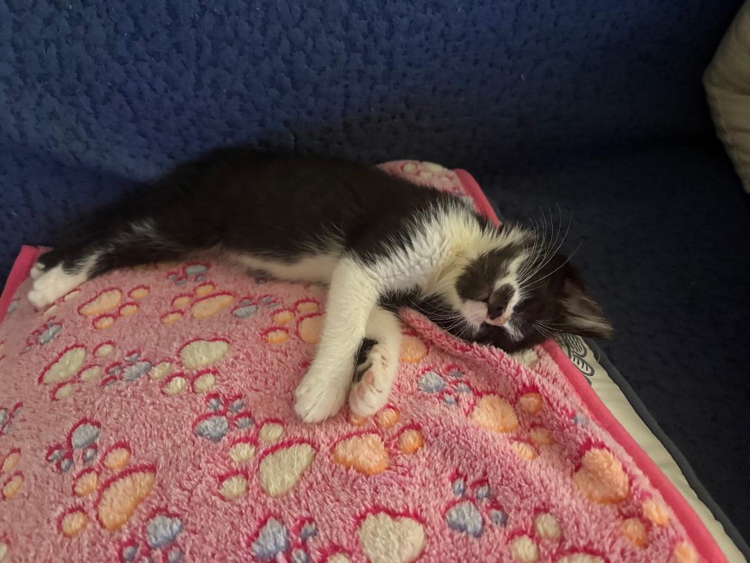 Norway, a Adoptable Domestic Short Hair in Orlando, FL image 3/3