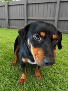 Wendell {COMING SOON}, Adoptable, Young Male Dachshund.