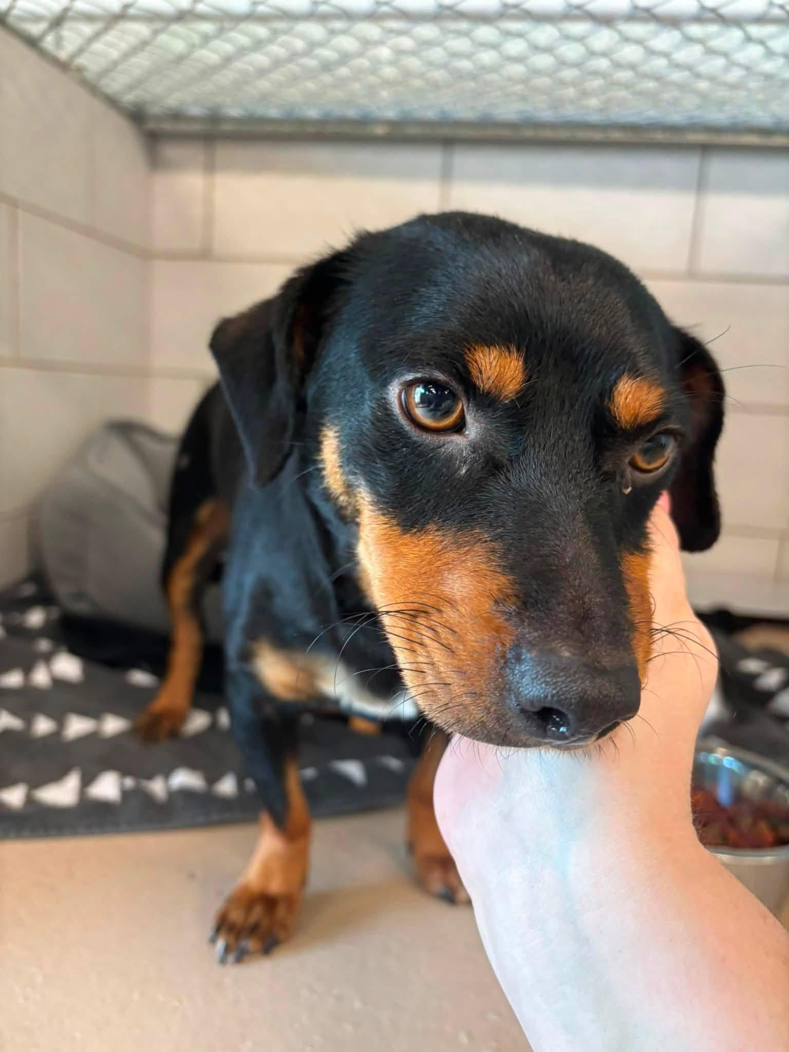 Enlarge Wendell {COMING SOON}, a Adoptable Dachshund in Nashville, TN image 2/2