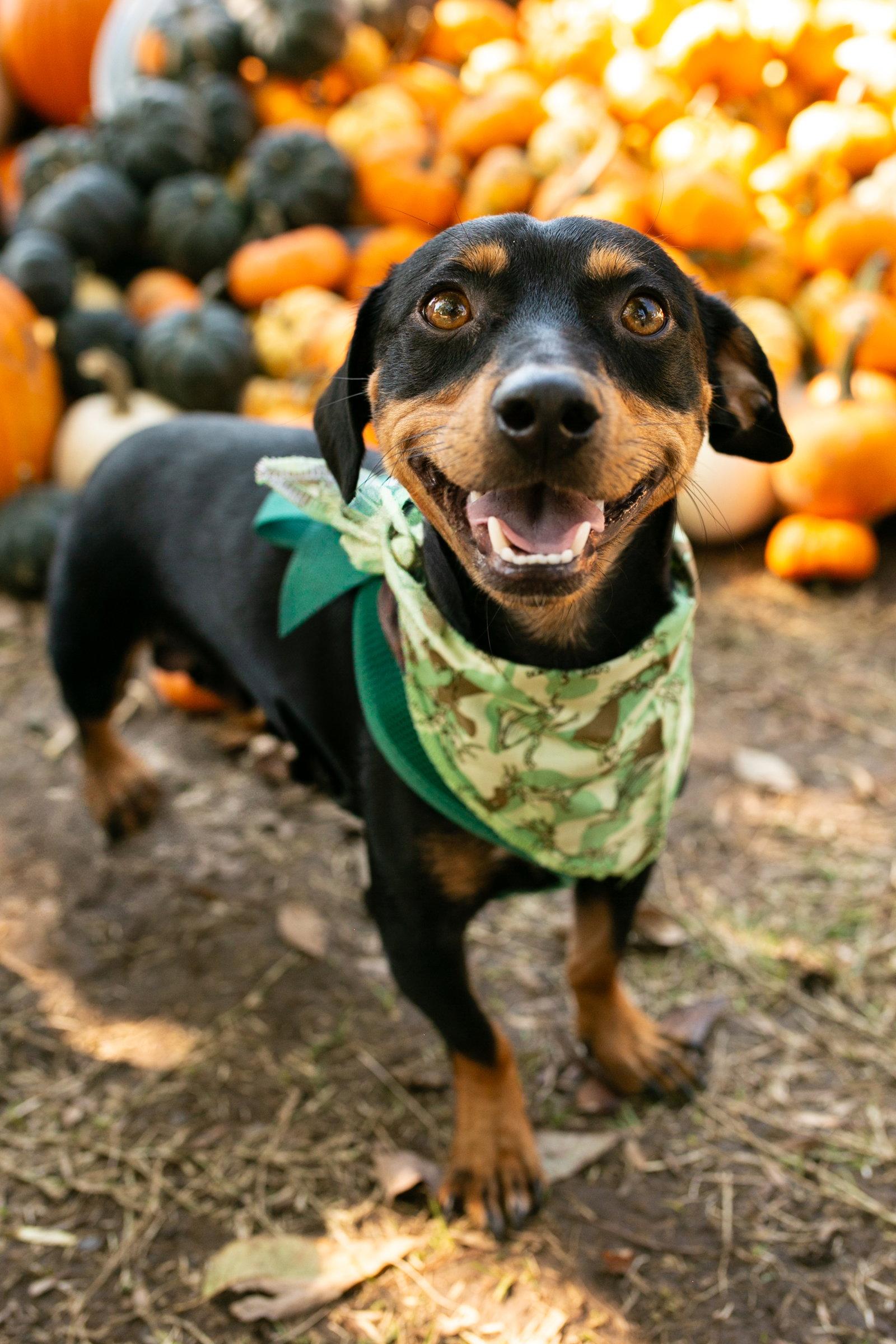 Enlarge Wendell, a Adoptable Dachshund in Nashville, TN image 3/3