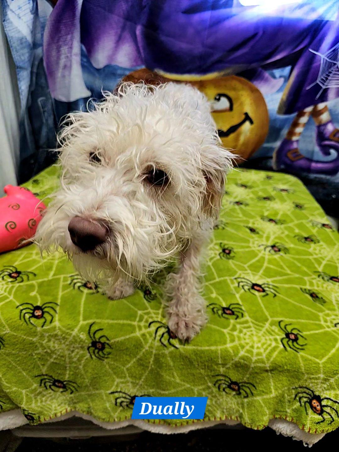 Dually, Adoptable, Adult Male Schnauzer & Poodle.
