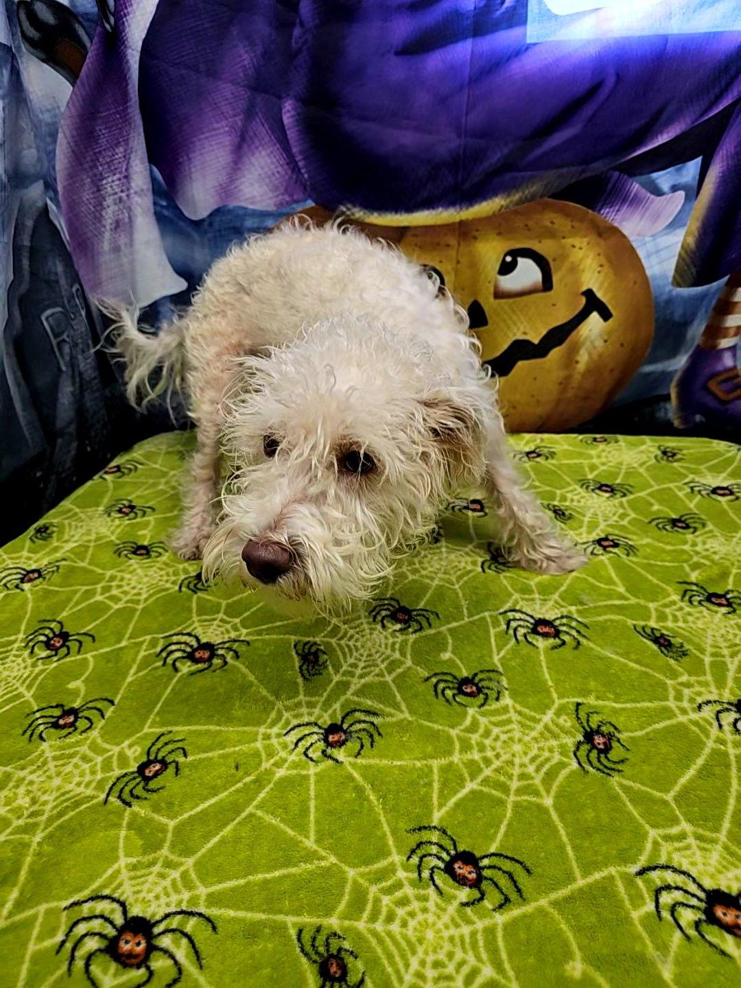 Dually, a Adoptable mixed breed in Metairie, LA image 2/2