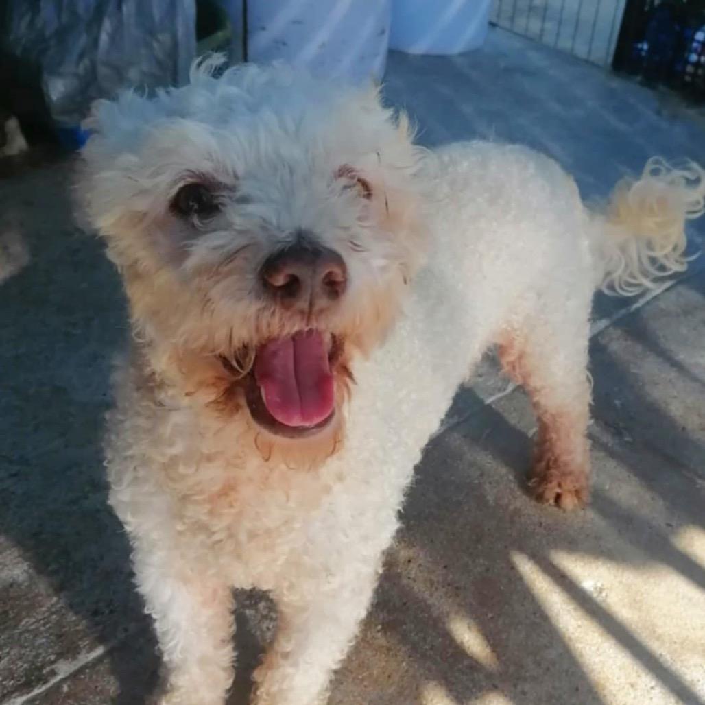 Snoopy, Adoptable, Adult Male Poodle.
