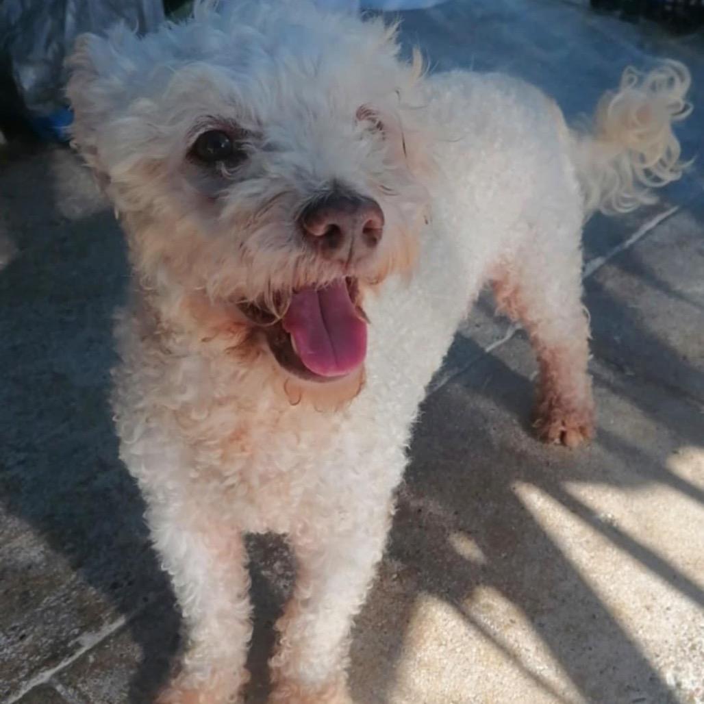 Enlarge Snoopy, a Adoptable Poodle in San Diego, CA image 2/3