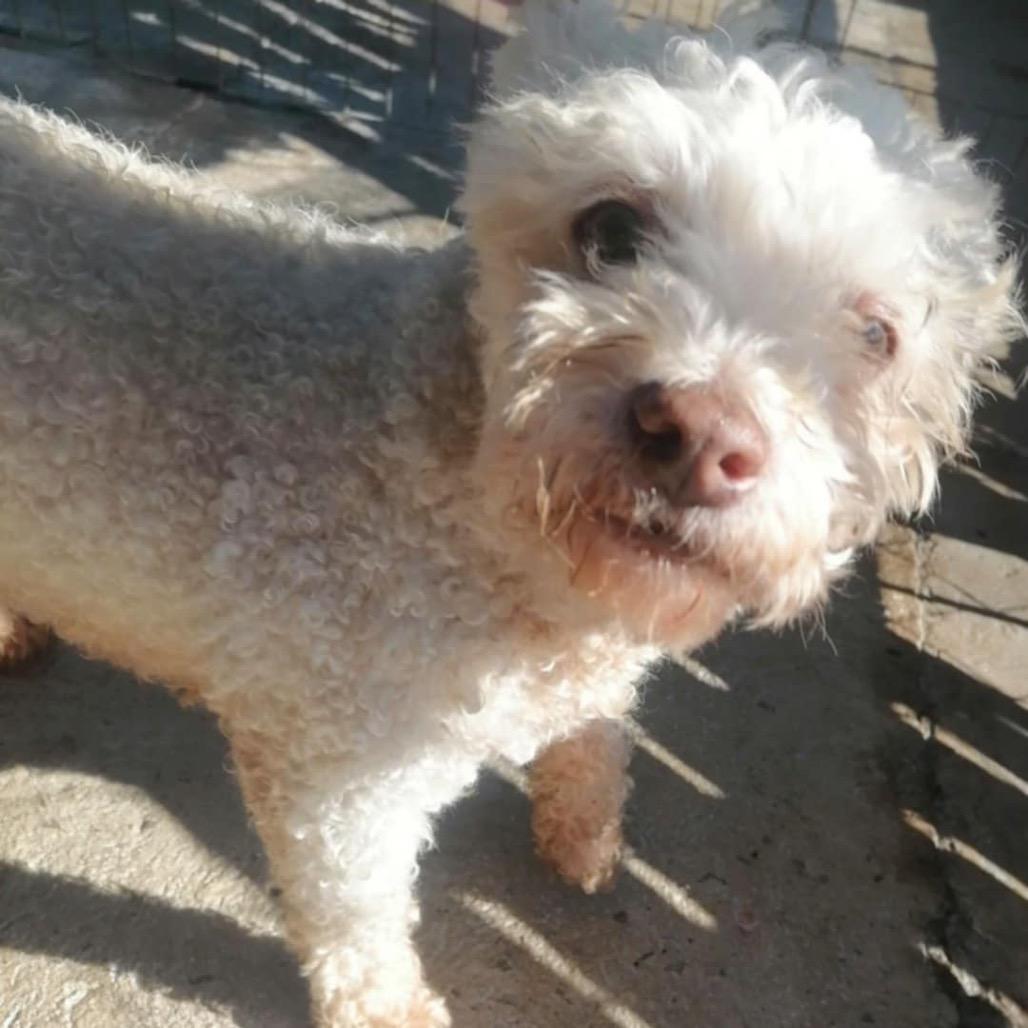 Enlarge Snoopy, a Adoptable Poodle in San Diego, CA image 3/3