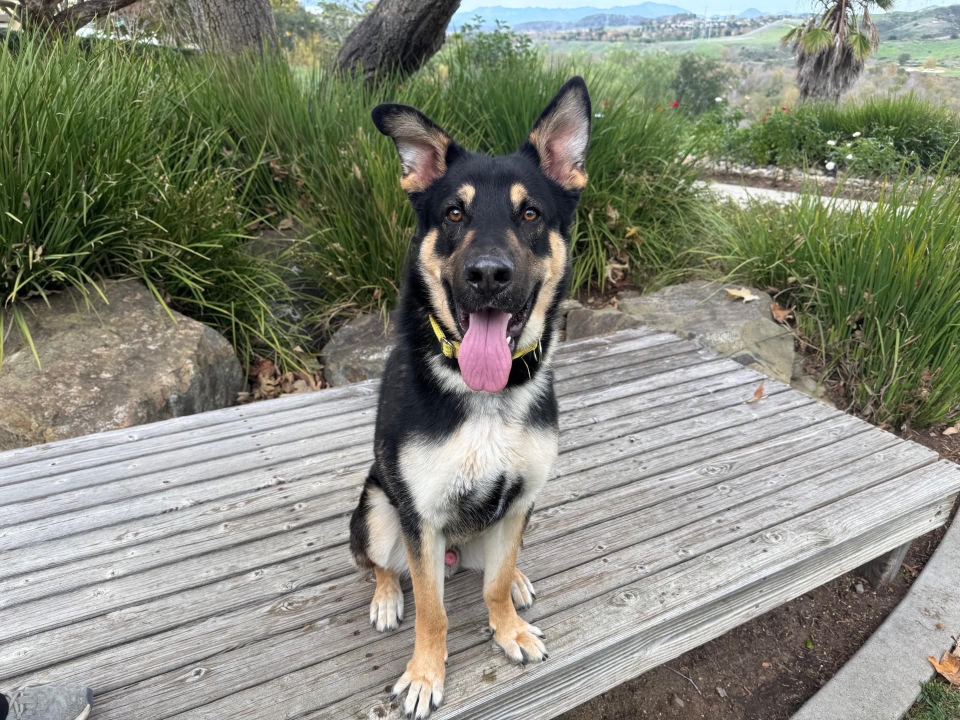 Storm, ADOPTABLE, Adult Male German Shepherd Dog.
