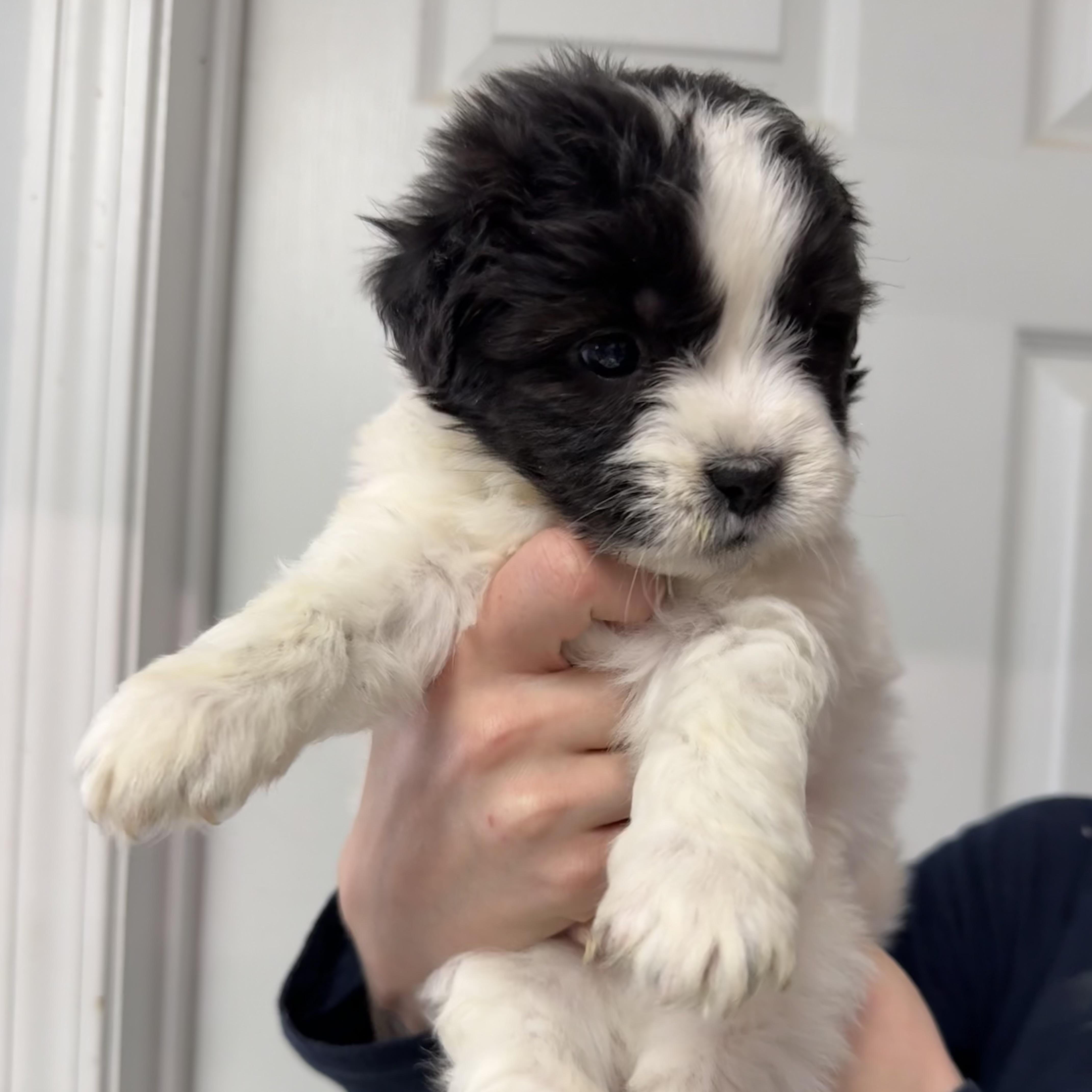 Corndog, an adopted Mixed Breed in Milford, CT image 4/4