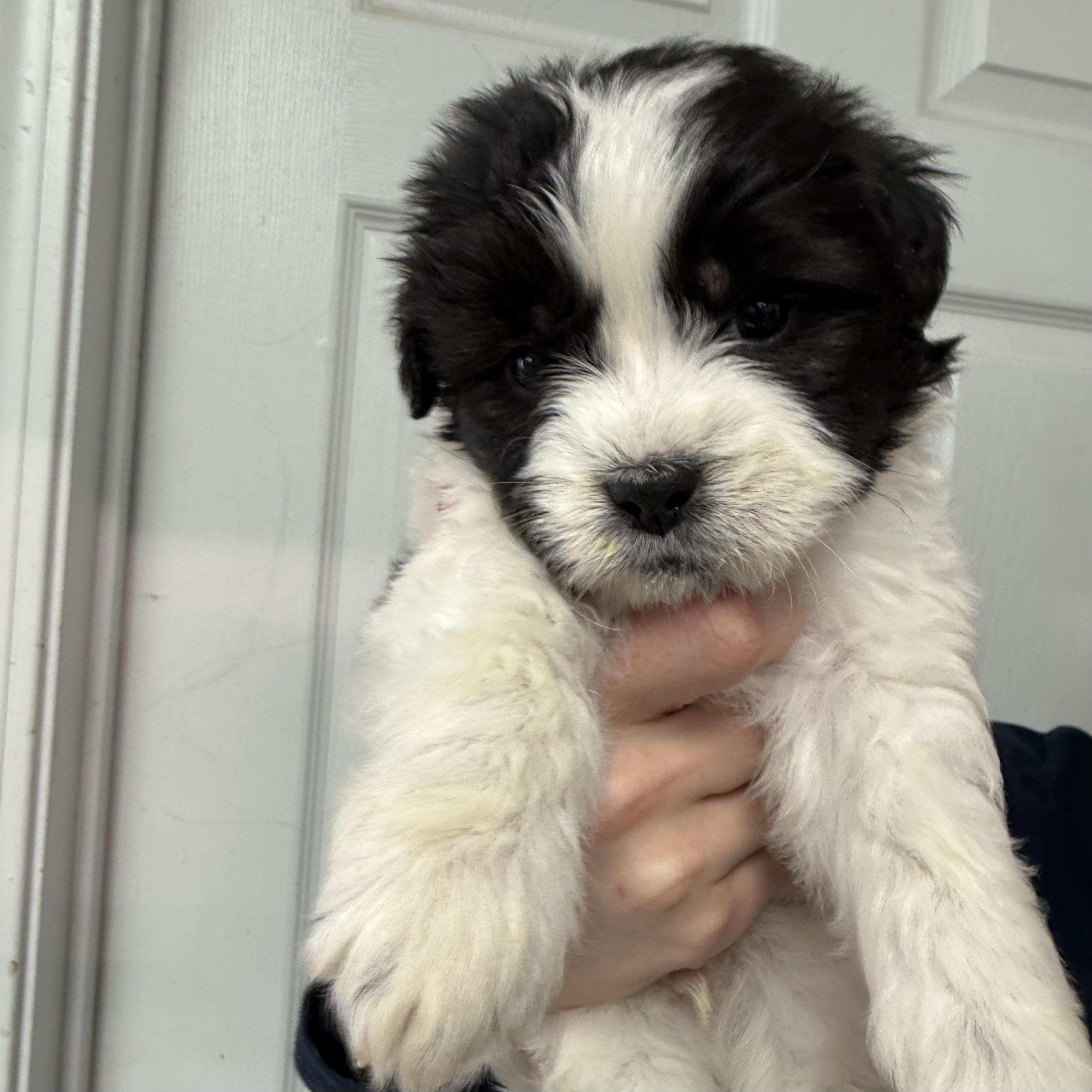 Corndog, an adopted Mixed Breed in Milford, CT image 3/4