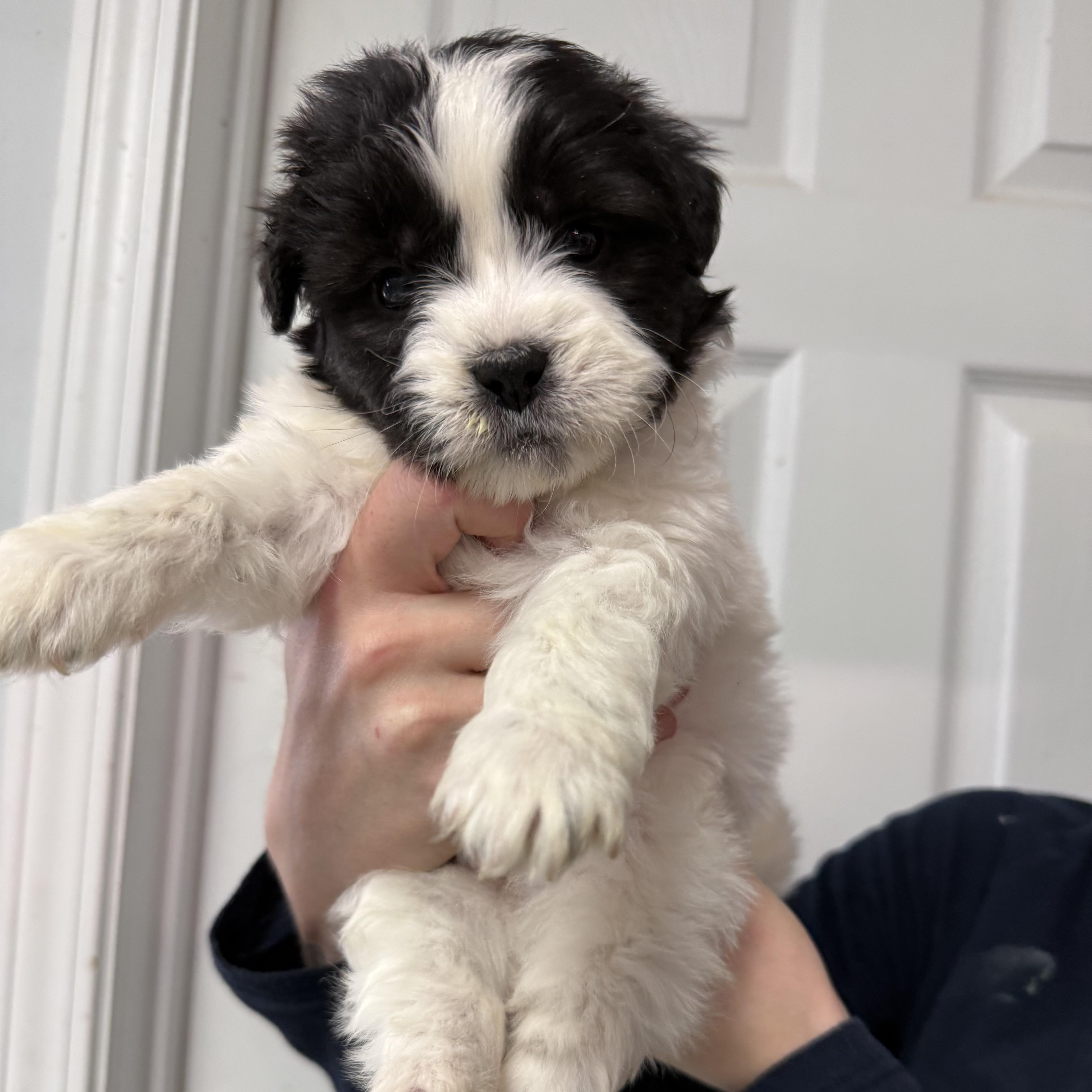 Corndog, an adopted Mixed Breed in Milford, CT image 2/4