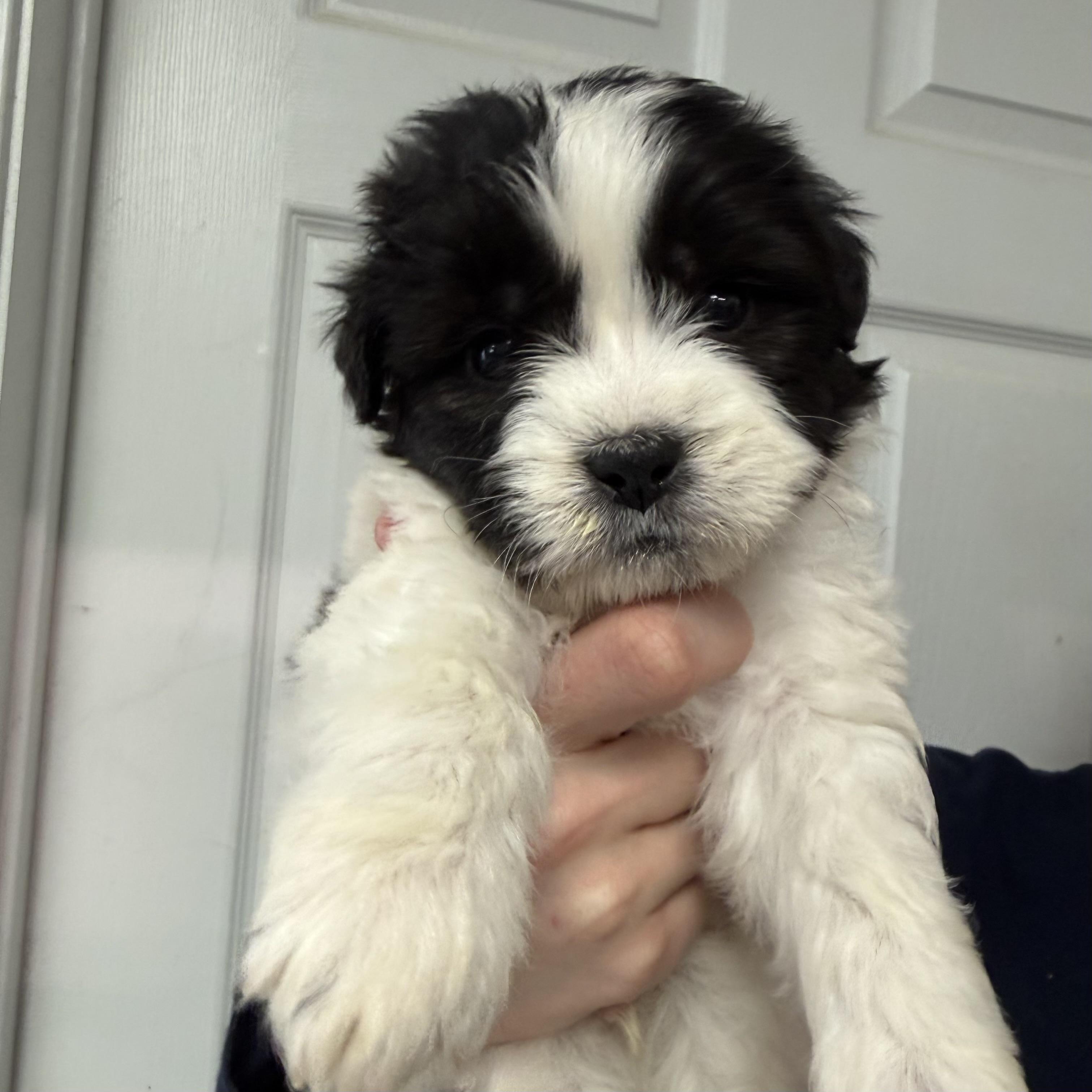 Corndog, an adopted Mixed Breed in Milford, CT image 1/4