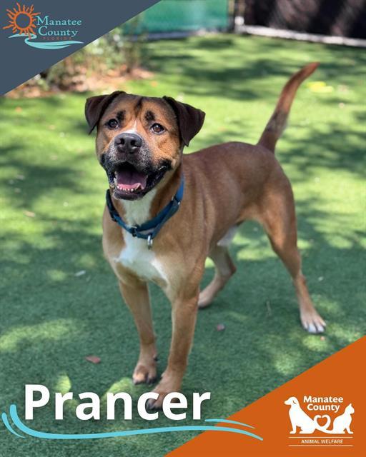 PRANCER, Adoptable, Adult Male Mixed Breed.