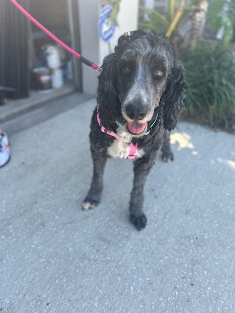 Enlarge Freya , a ADOPTABLE Bernadoodle in Maitland, FL image 5/5