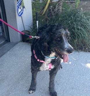 Enlarge Freya , a ADOPTABLE Bernadoodle in Maitland, FL image 4/5