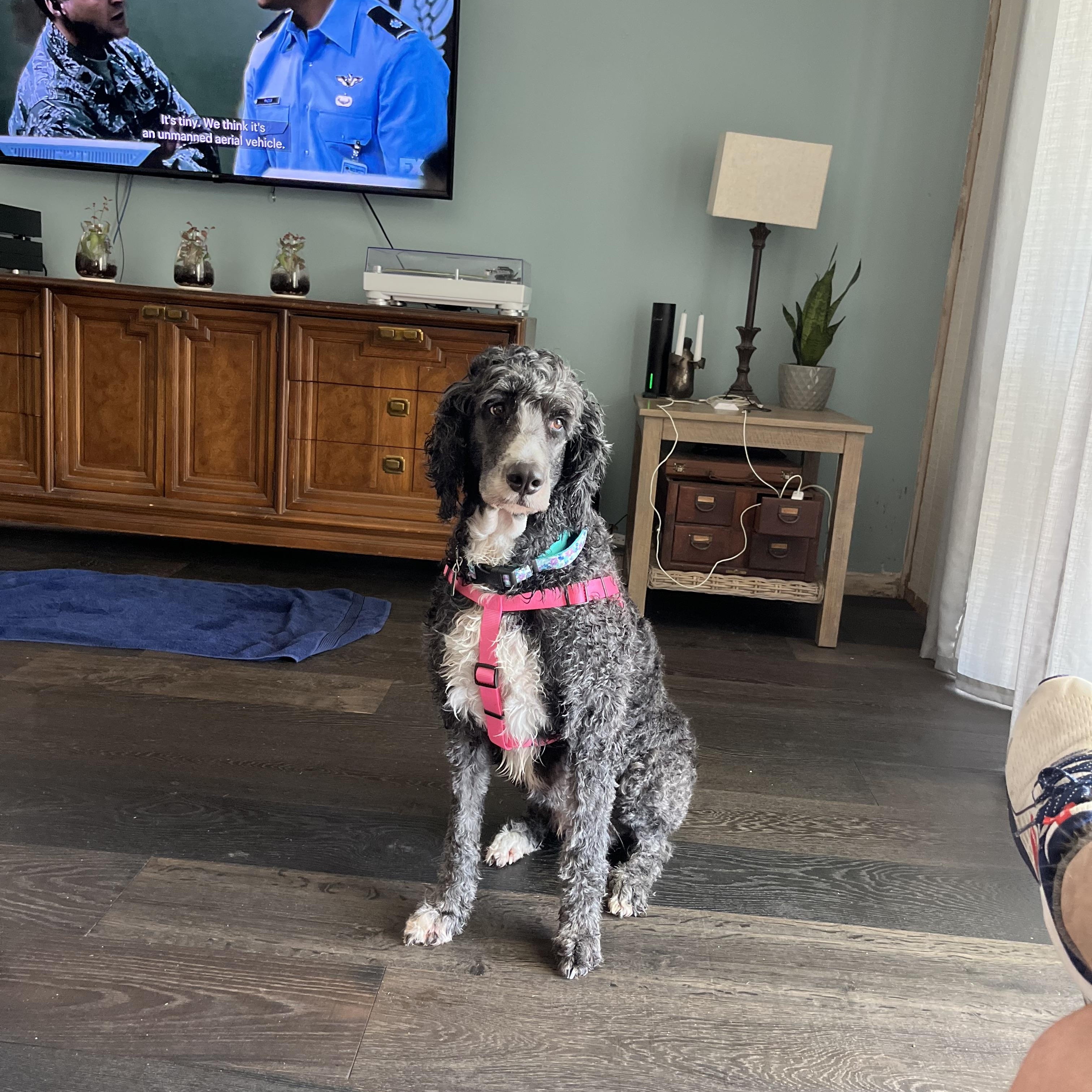 Enlarge Freya , a ADOPTABLE Bernadoodle in Maitland, FL image 3/5