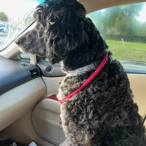 Freya , ADOPTABLE, Adult Female Bernadoodle.