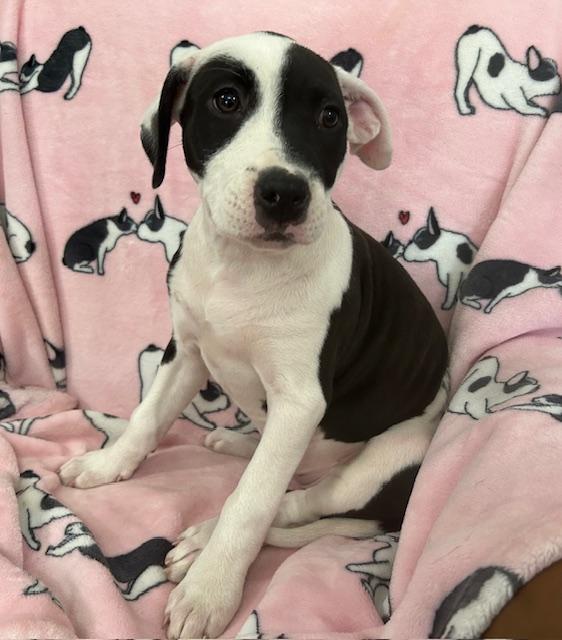 Krypto Glow — thumbnail 3