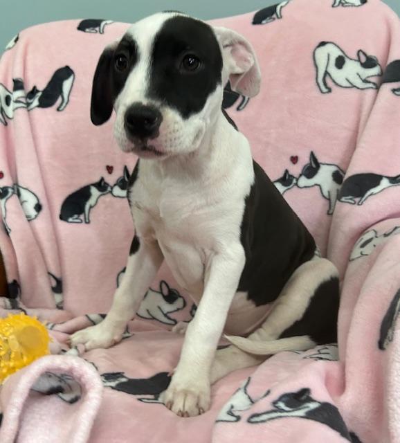 Krypto Glow — thumbnail 6