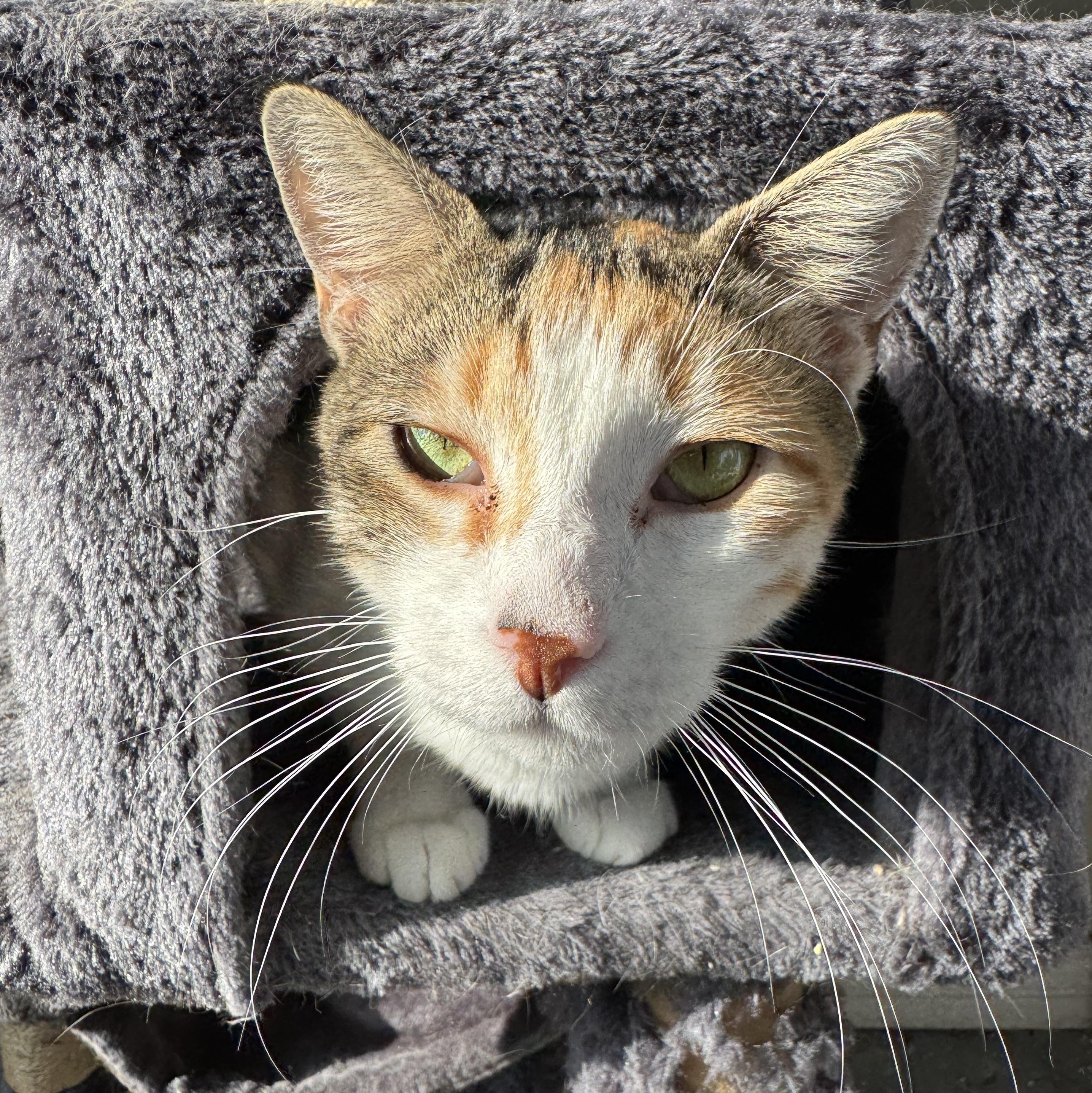Mama Marinara, a Adoptable mixed breed in Midvale, UT image 3/4