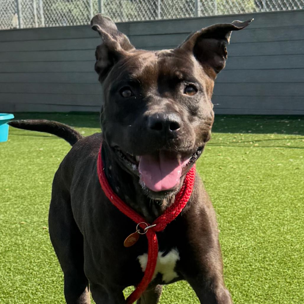 Titan, a Adoptable mixed breed in Chattanooga, TN image 1/6