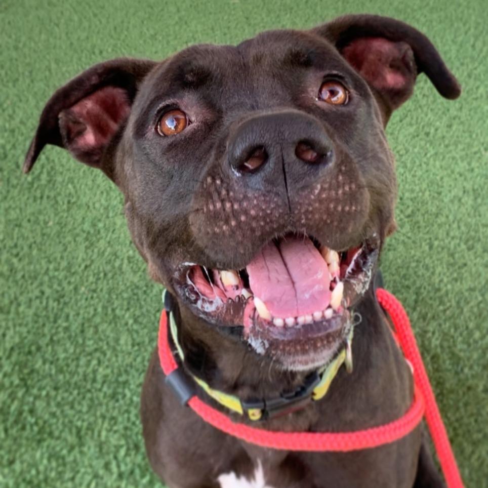 Titan, a Adoptable mixed breed in Chattanooga, TN image 2/6