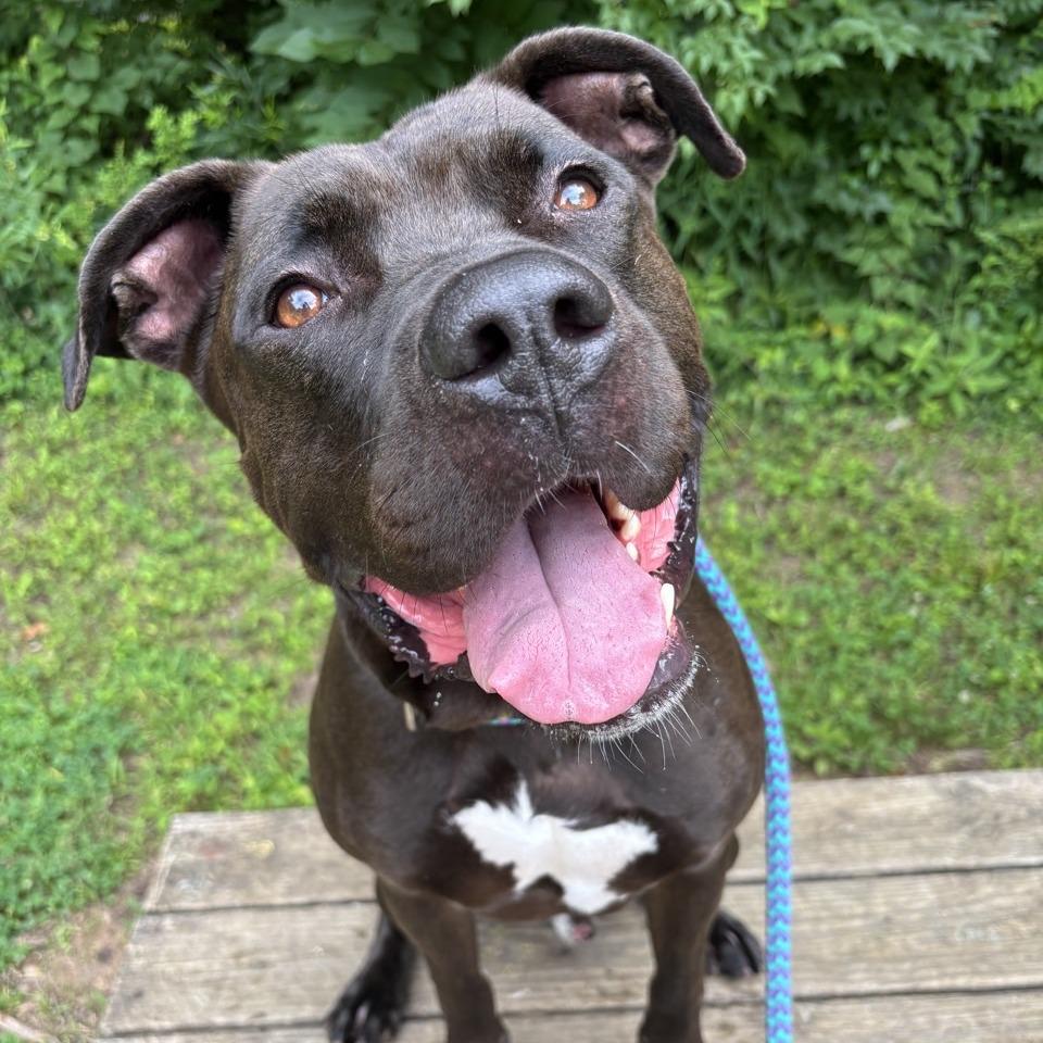 Titan, a Adoptable mixed breed in Chattanooga, TN image 3/5