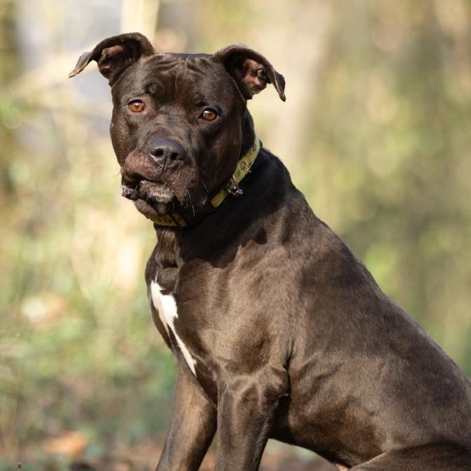 Titan, a Adoptable mixed breed in Chattanooga, TN image 3/6