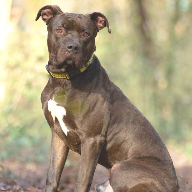 Titan, a Adoptable mixed breed in Chattanooga, TN image 3/6