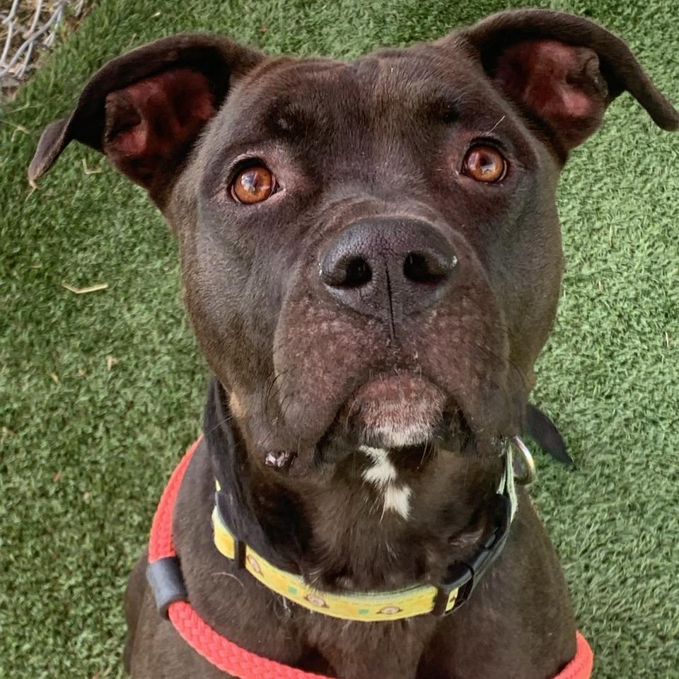 Titan, a Adoptable mixed breed in Chattanooga, TN image 4/6