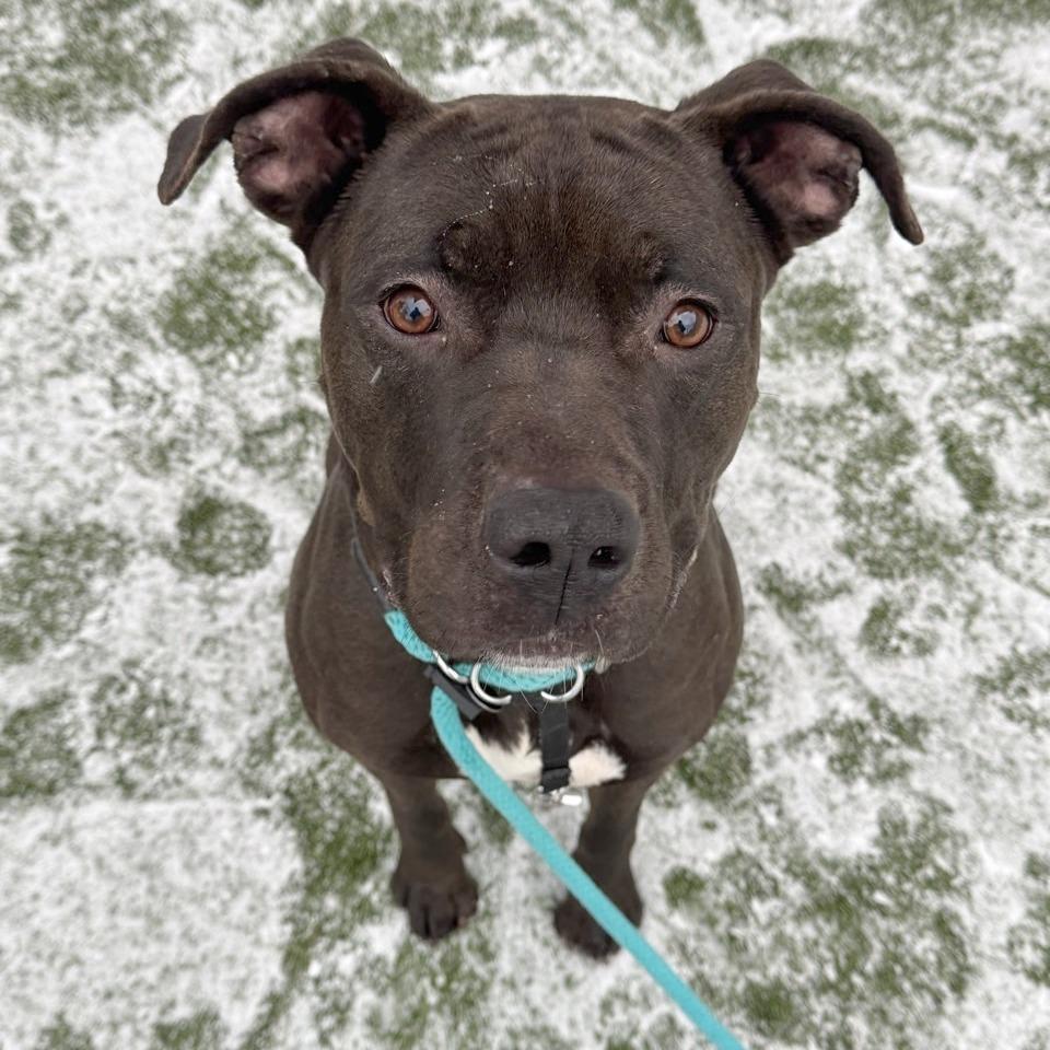 Enlarge Titan, a Adoptable mixed breed in Chattanooga, TN image 4/6