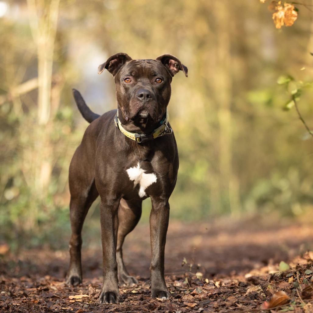 Enlarge Titan, a Adoptable mixed breed in Chattanooga, TN image 4/6