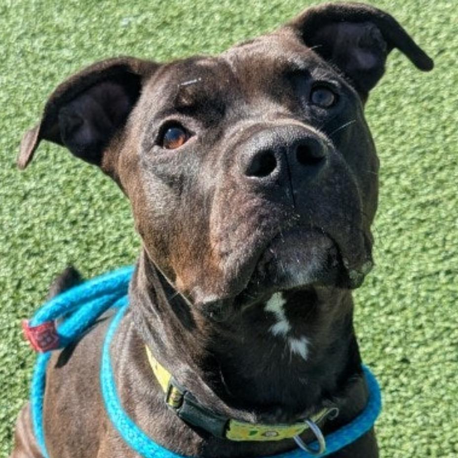 Titan, a Adoptable mixed breed in Chattanooga, TN image 5/6