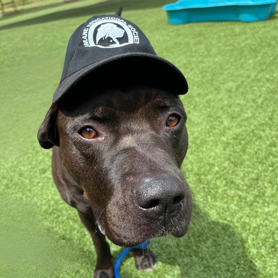 Titan, a Adoptable mixed breed in Chattanooga, TN image 5/6