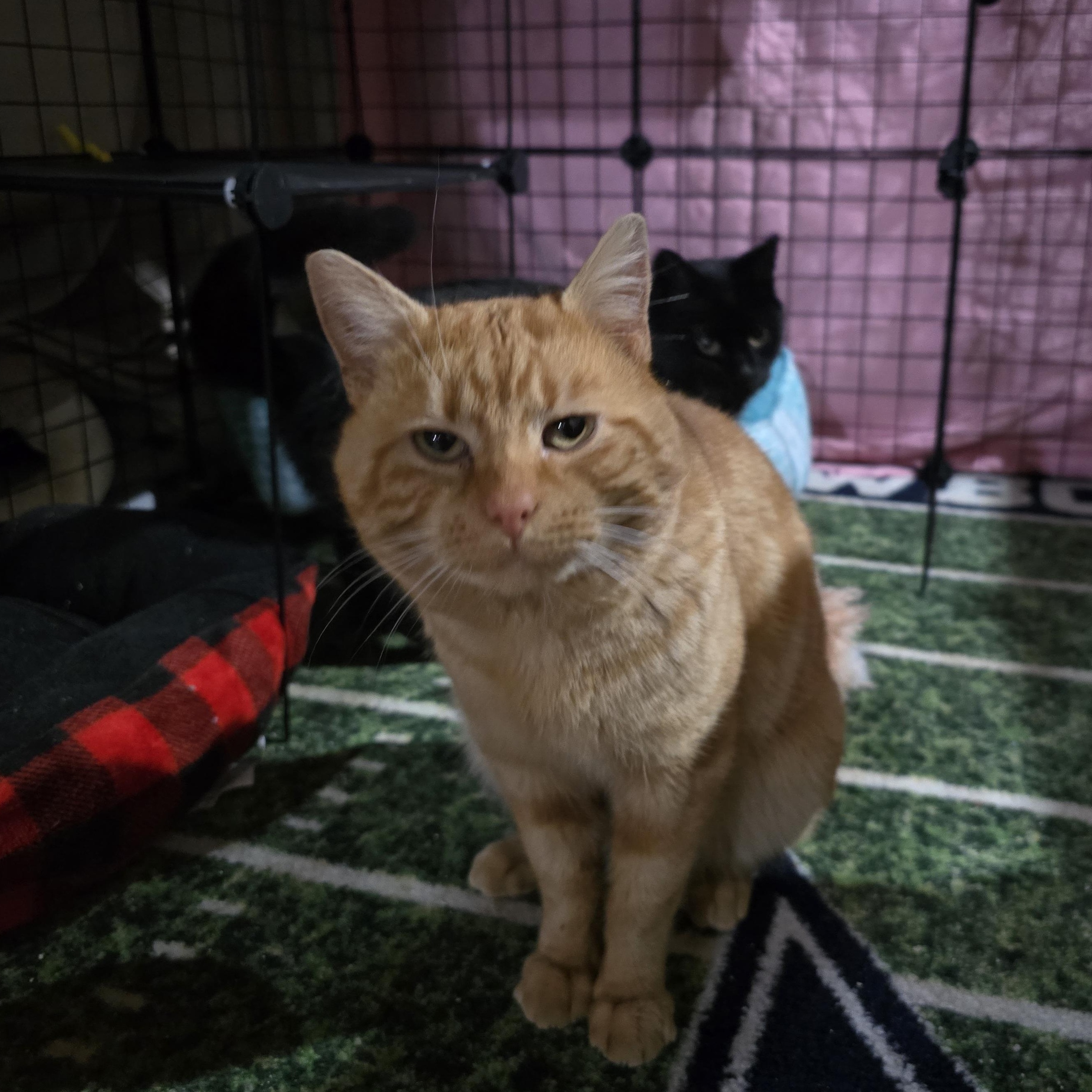 Enlarge Trevor , a ADOPTABLE Tabby in Woodbridge, NJ image 3/6