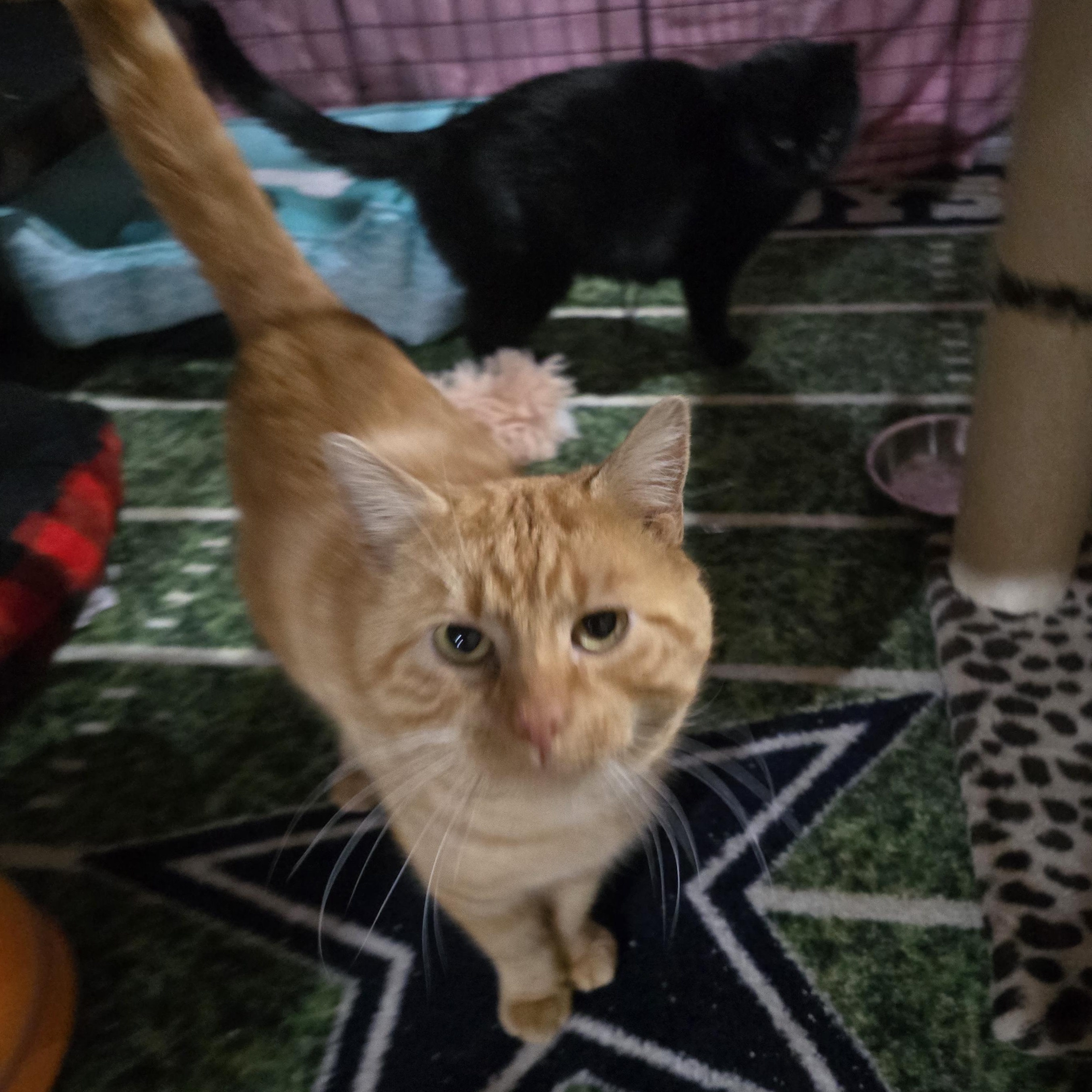 Trevor , ADOPTABLE, Adult Male Tabby.