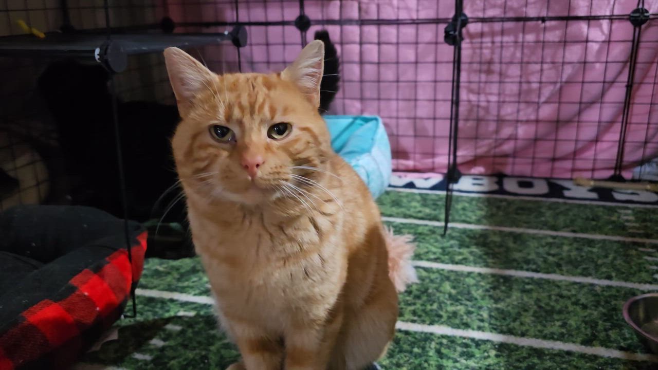 Enlarge Trevor , a ADOPTABLE Tabby in Woodbridge, NJ video 1/6
