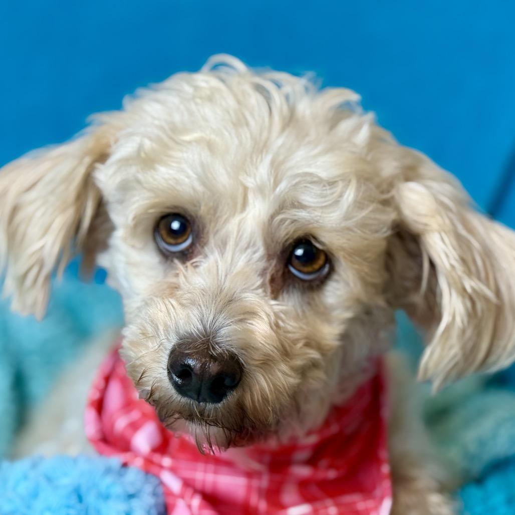 Dottie, Adoptable, Adult Female Poodle & Dachshund.