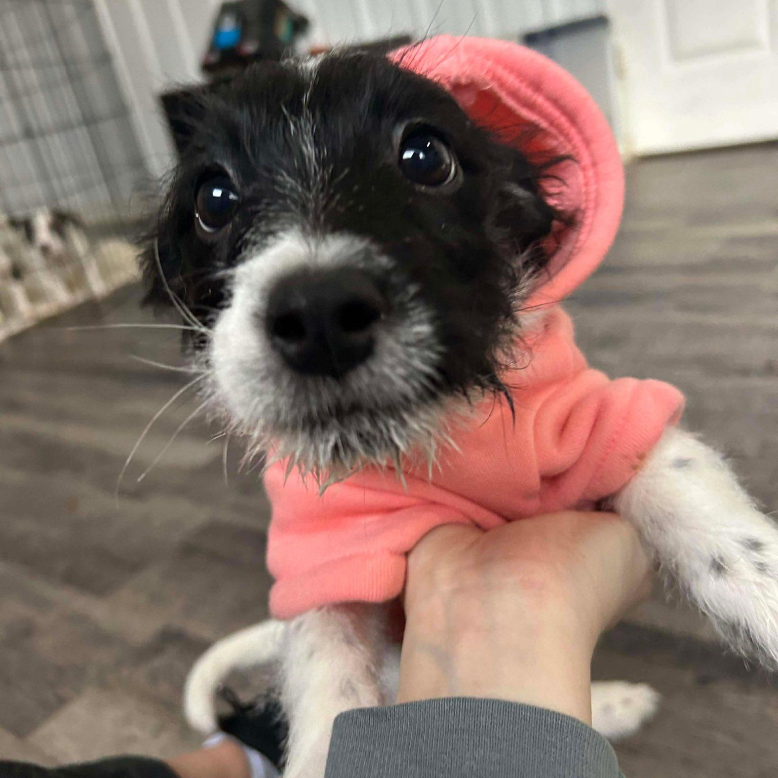 Enlarge Sally, an adopted mixed breed in Alma, MI image 1/2