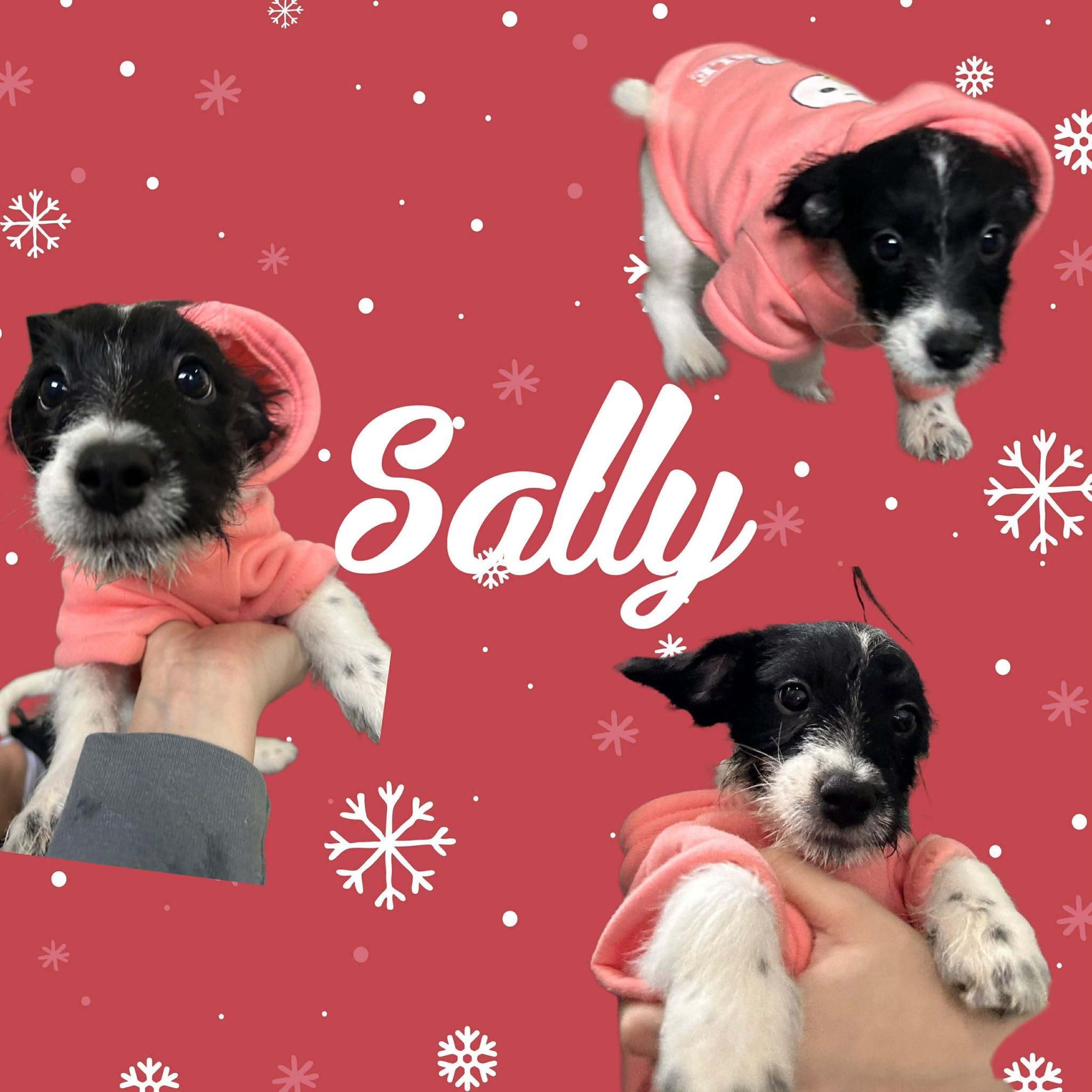 Enlarge Sally, an adopted mixed breed in Alma, MI image 2/2