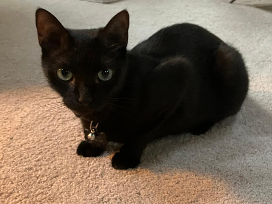 Luna, Adoptable, Adult Female Domestic Short Hair.