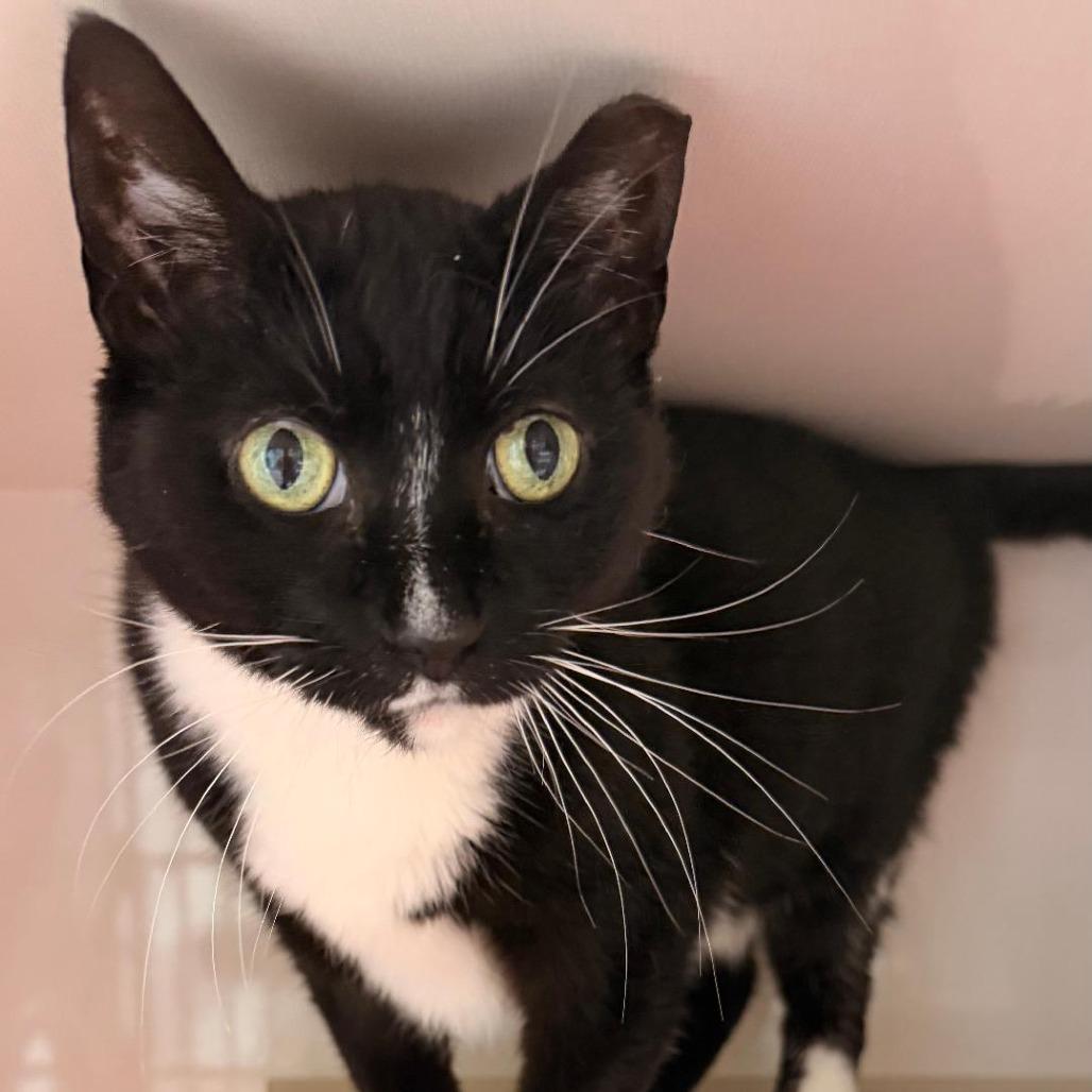 Enlarge LADY DEWDROP, a Adoptable Domestic Short Hair in Forest Park, IL image 1/1