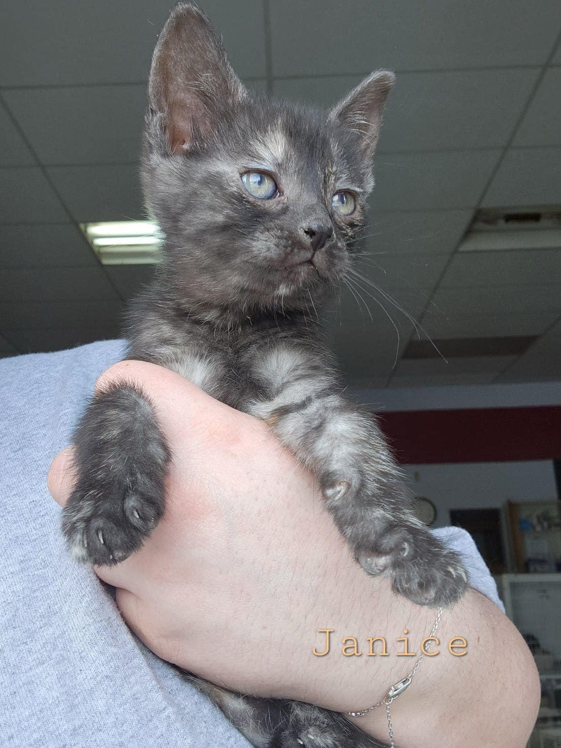 Janice, Adoptable, Kitten Female Tortoiseshell.
