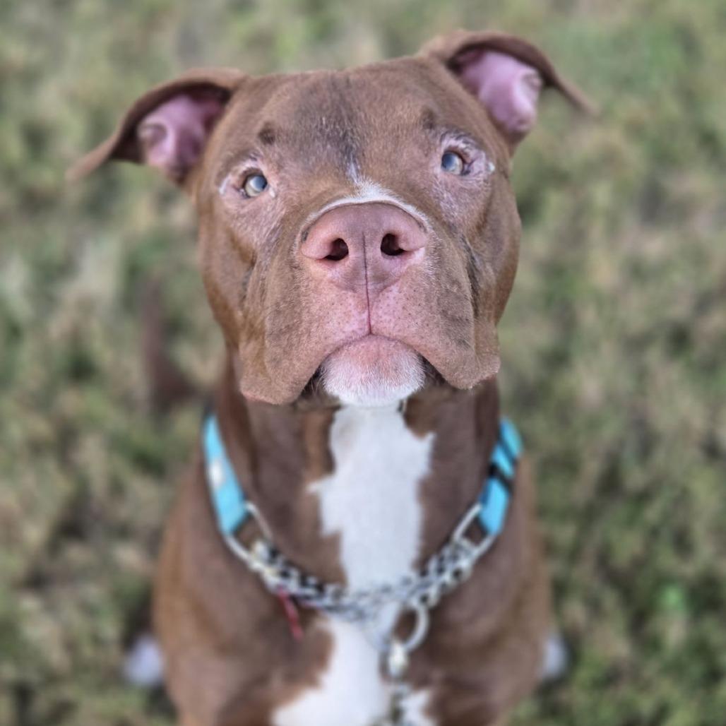 Corky, Adoptable, Adult Male Pit Bull Terrier & English Bulldog.