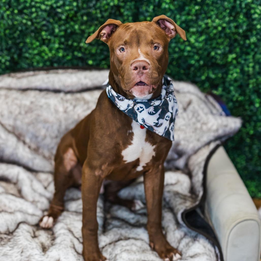 Enlarge Corky, a Adoptable mixed breed in East Saint Louis, IL image 2/6